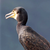 SeeStar S50 bird | Seestar S50 Smart Telescope by ZWO