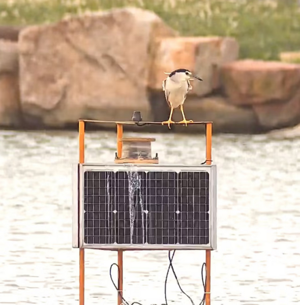 SeeStar S50 view of bird | Seestar S50 Smart Telescope by ZWO