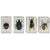 Celestron 3D Bug Specimen Kit #2 (44408) - All-Star Telescope Canada - For All Things Astro, Binoculars, and Science | Celestron 3D Bug Specimen Kit #2 (44408)