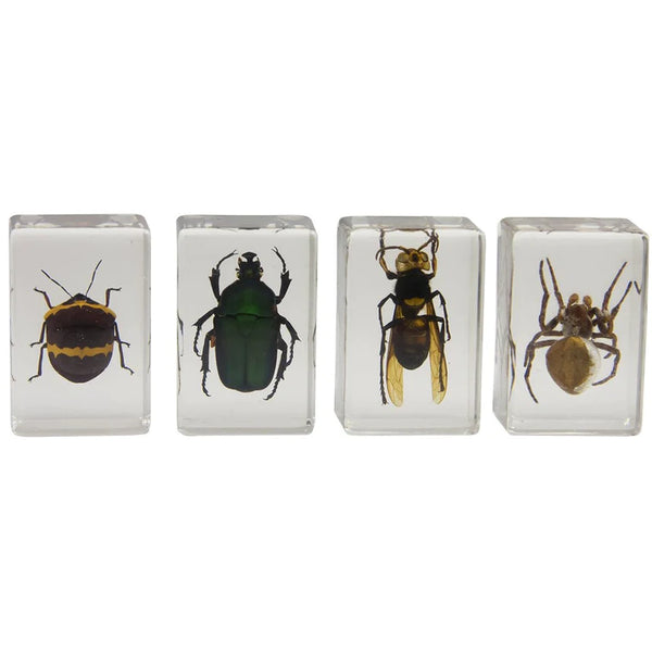Celestron 3D Bug Specimen Kit #2 (44408) - All-Star Telescope Canada - For All Things Astro, Binoculars, and Science | Celestron 3D Bug Specimen Kit #2 (44408)
