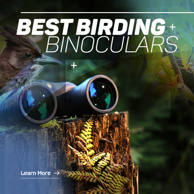 Birding and Nature Watching