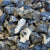 Bulk Rock Tumbling Rough - Sodalite | Bulk Rock Tumbling Rough - Sodalite